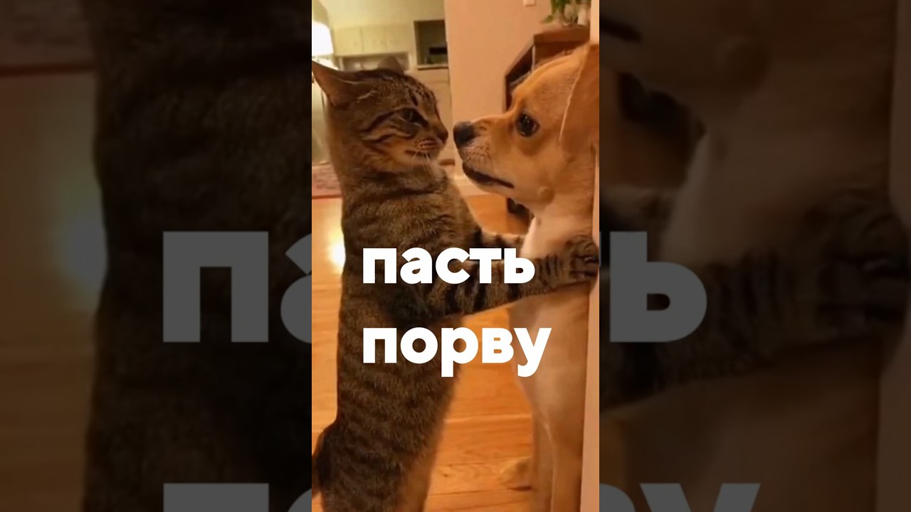 Thumbnail: I'll rip your mouth apart! Look here!